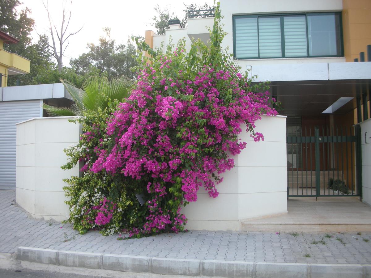 Villa Diva Kemer Exterior foto